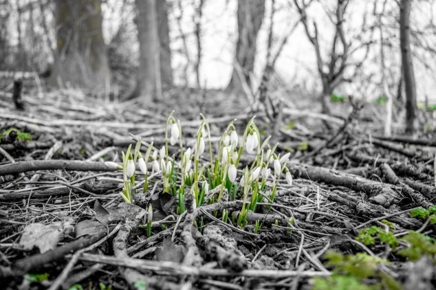 flowers-1911205_1920