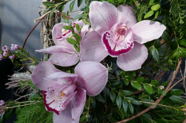 Lans.Orchid Show 2-24-18 (3)