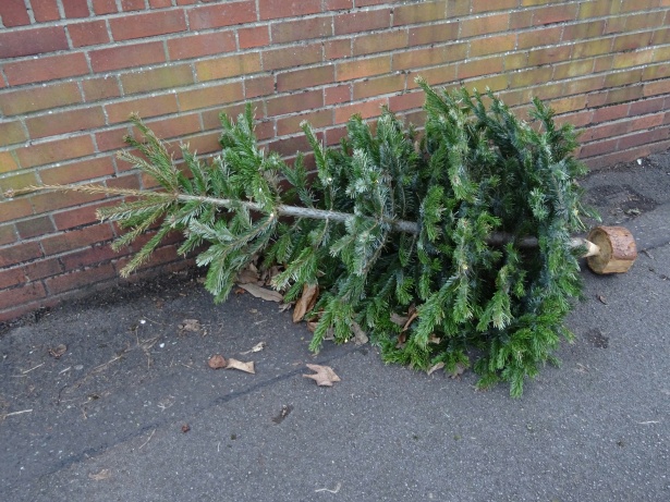 discarded-christmas-tree