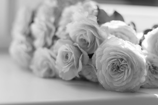 selective-focus-photography-of-pink-peony-flowers-617967b&amp;w