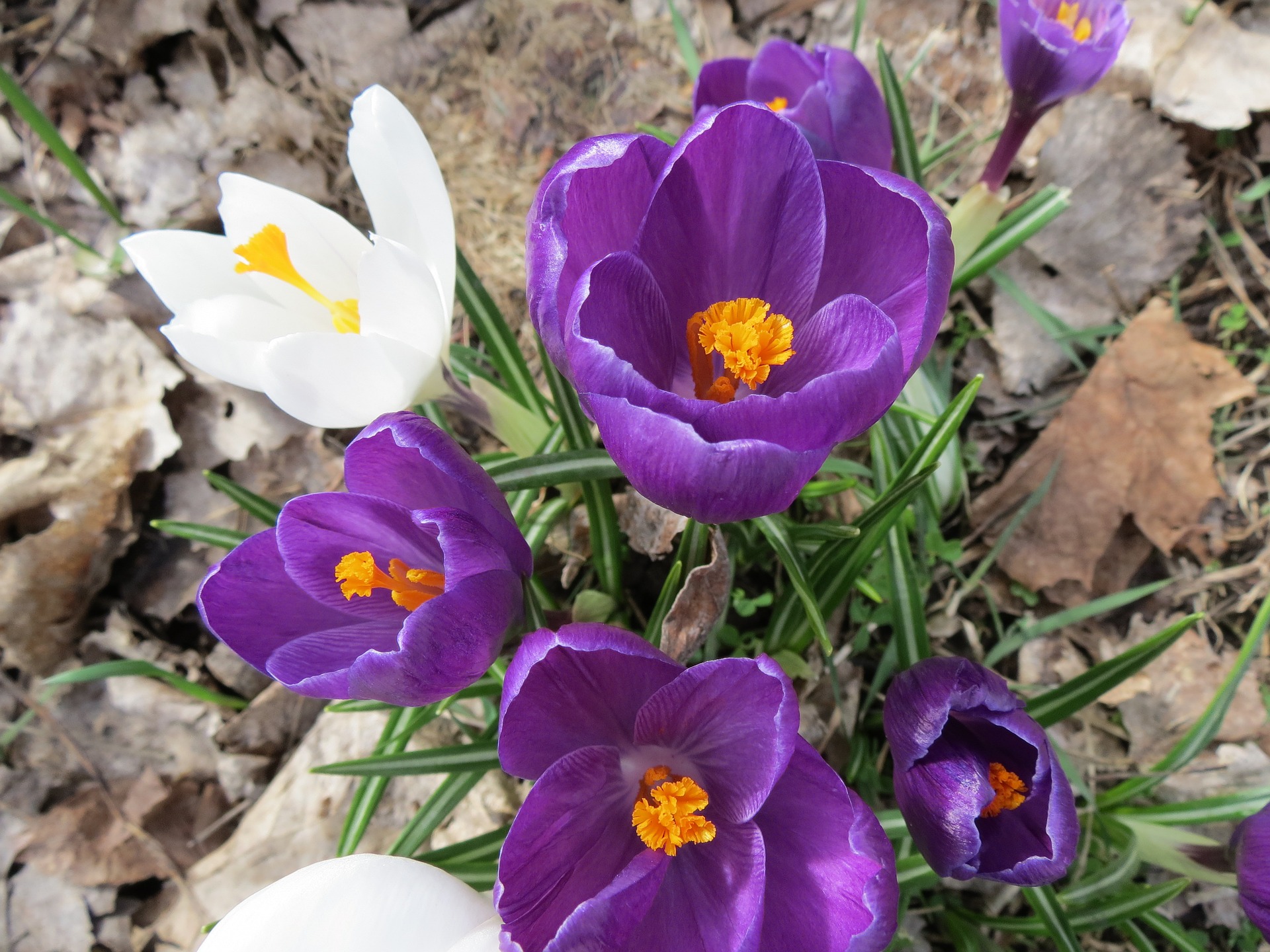 crocus-2765723_1920